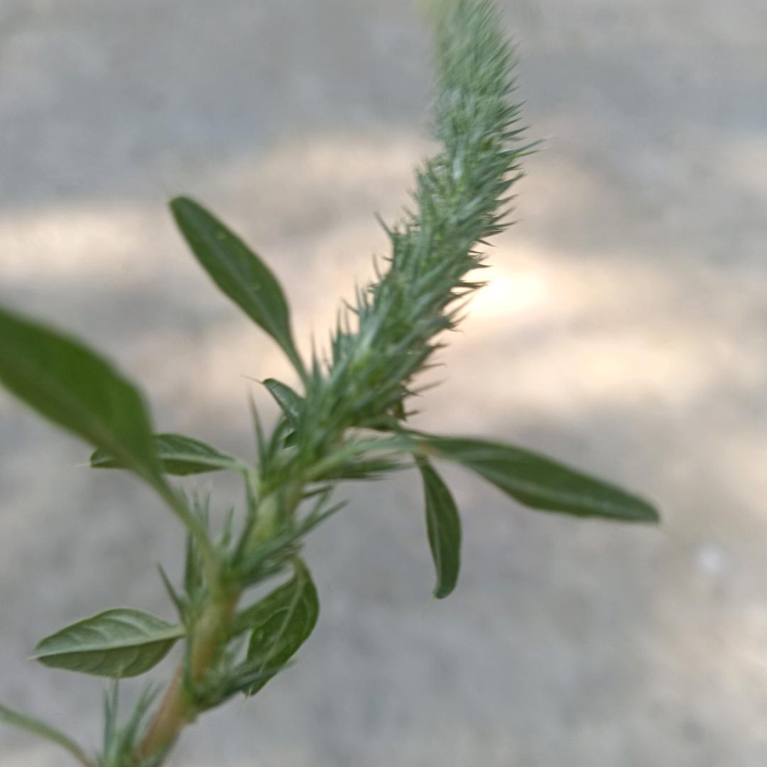 独狼x