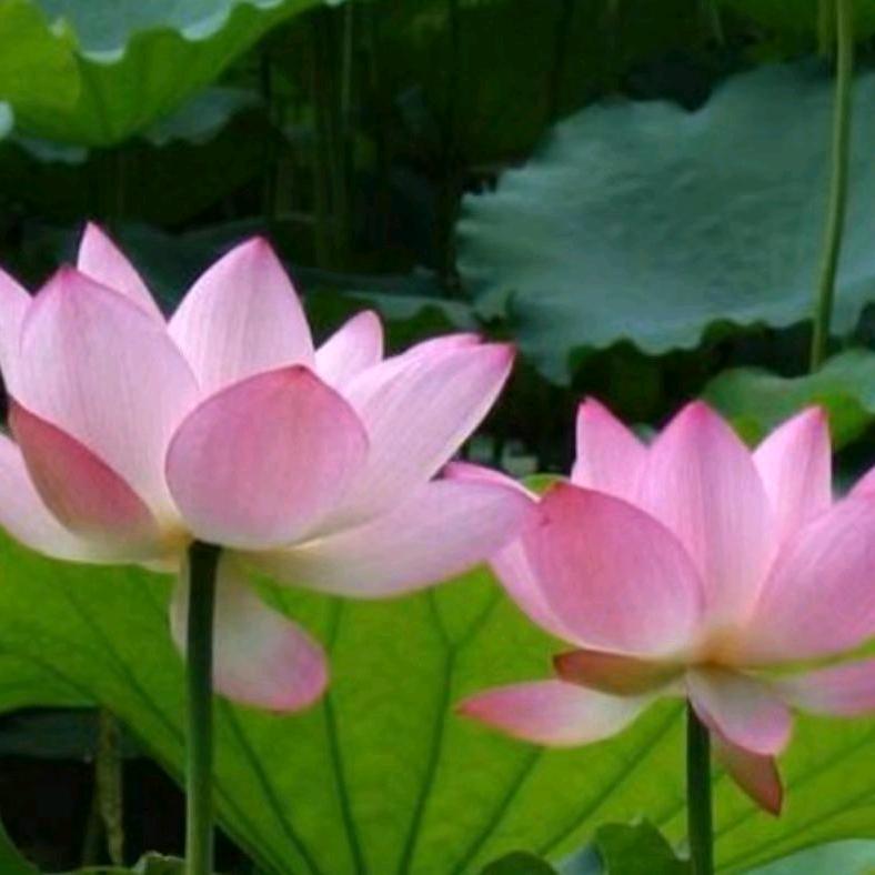 吉祥安康（678）