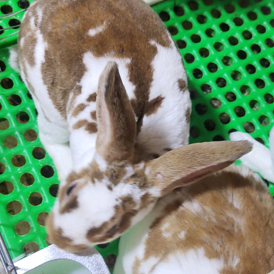 城阳宠物兔养殖
