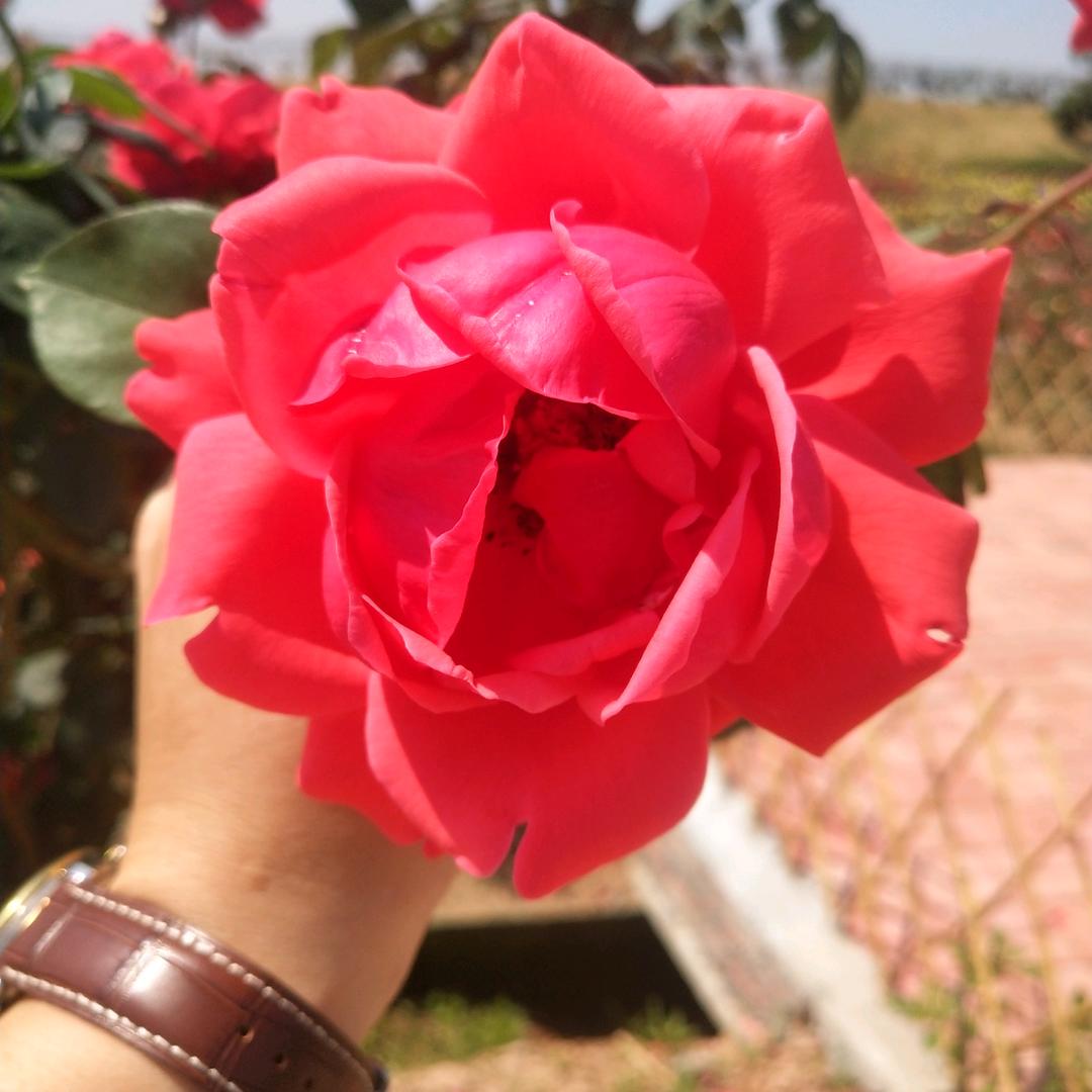 几多惆怅化无言
