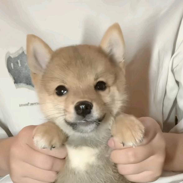 灼炑之