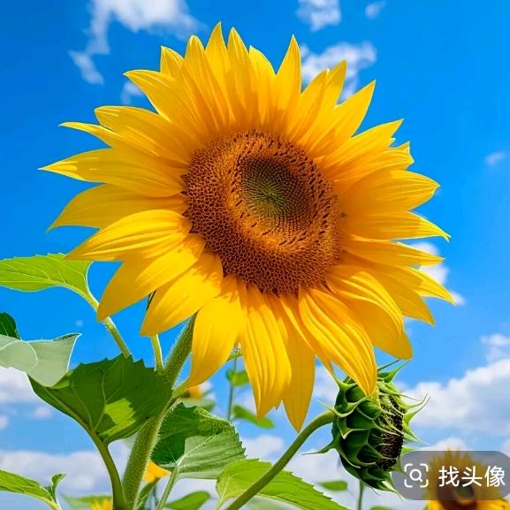 向阳