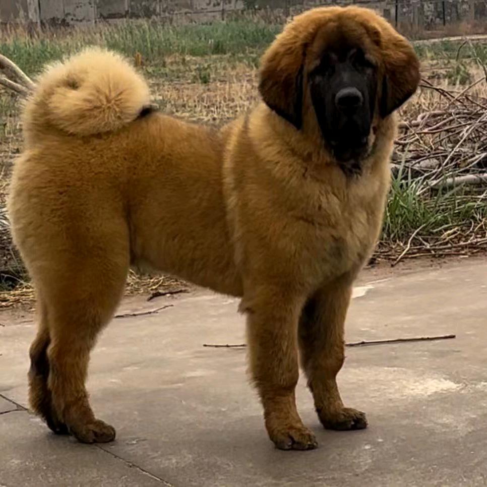 天能獒业——赵