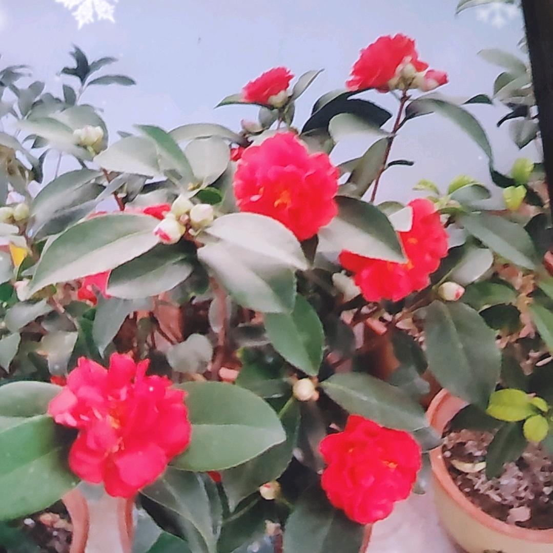 云淡风清