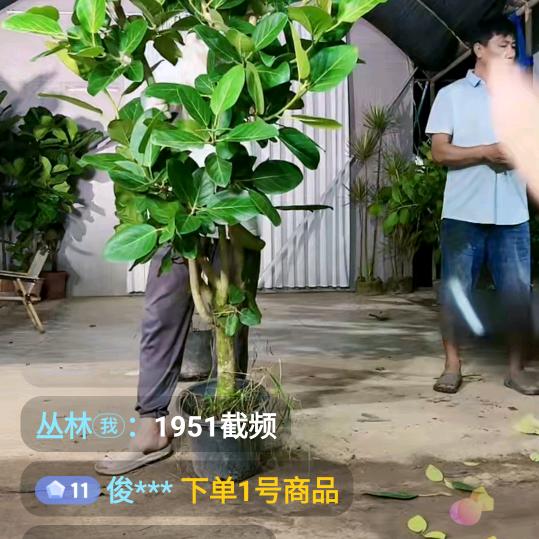 丛林