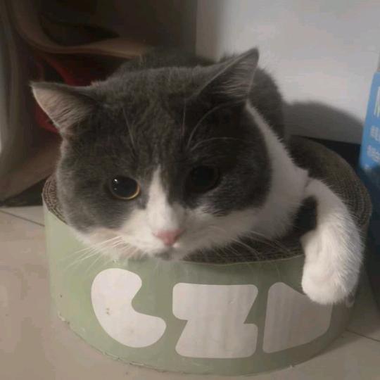 康康大王爱睡觉