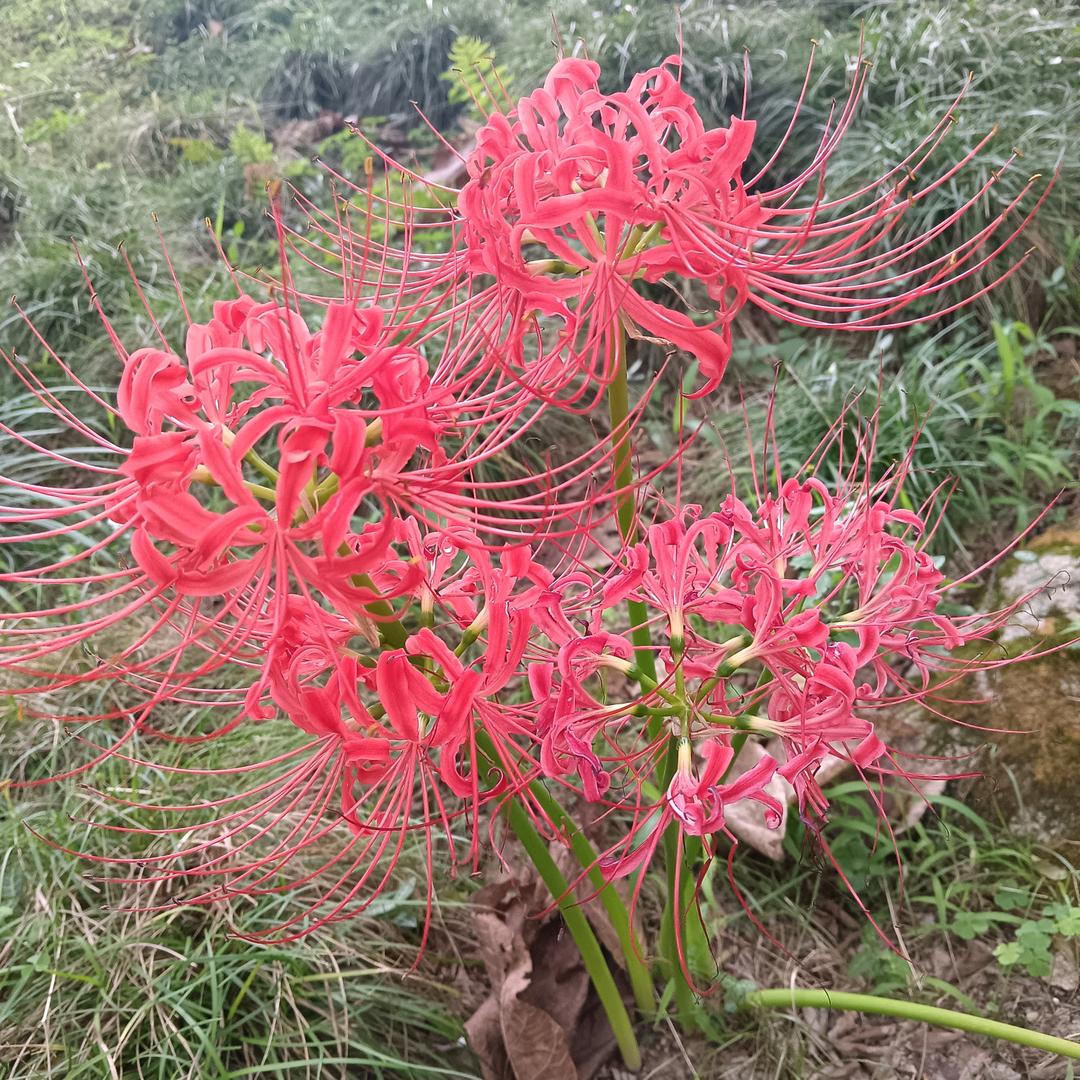 果果