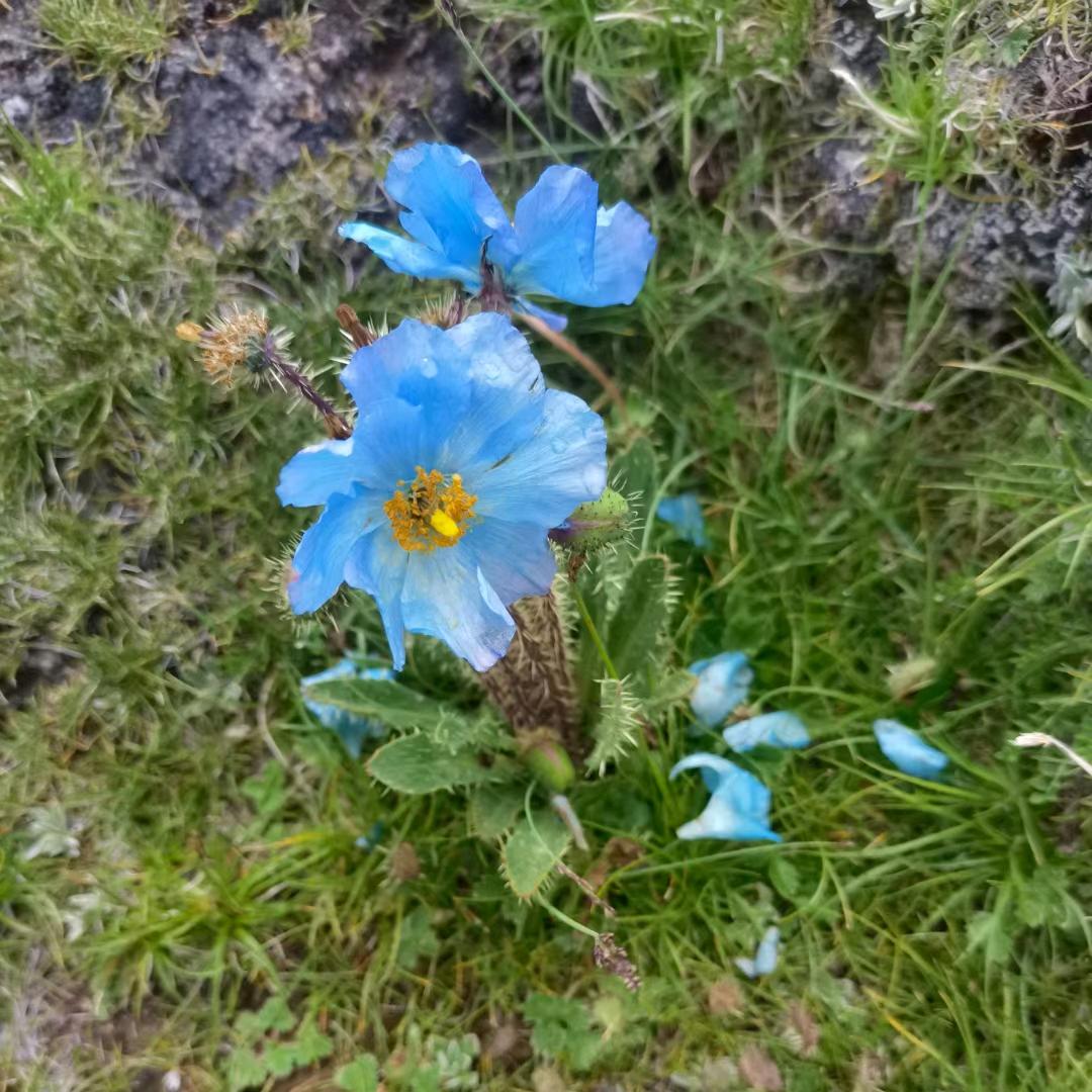 @强歌（团队招人910）