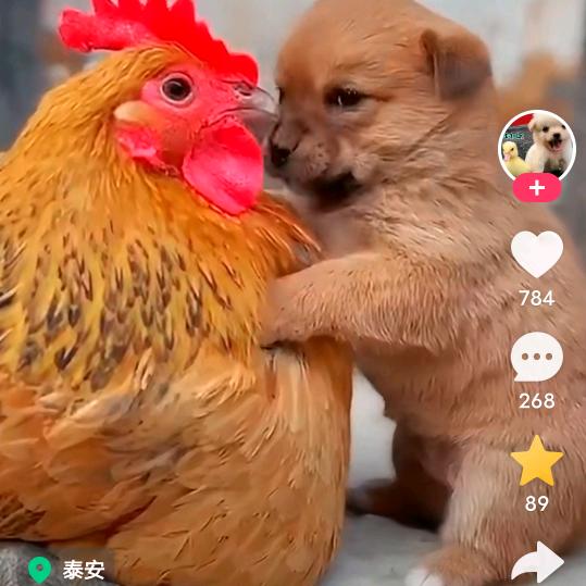 凤凰展翅