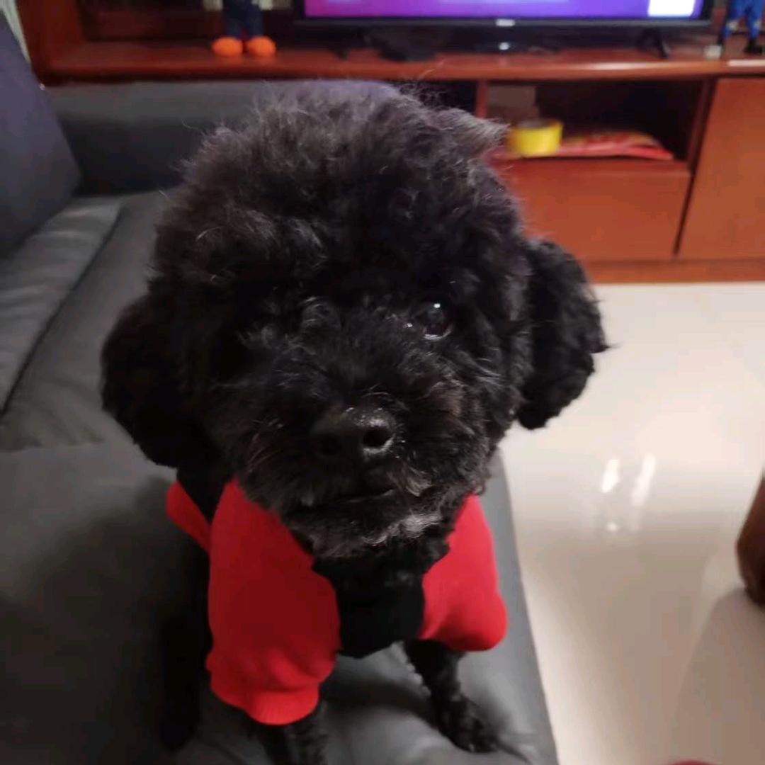 小黑就是玩