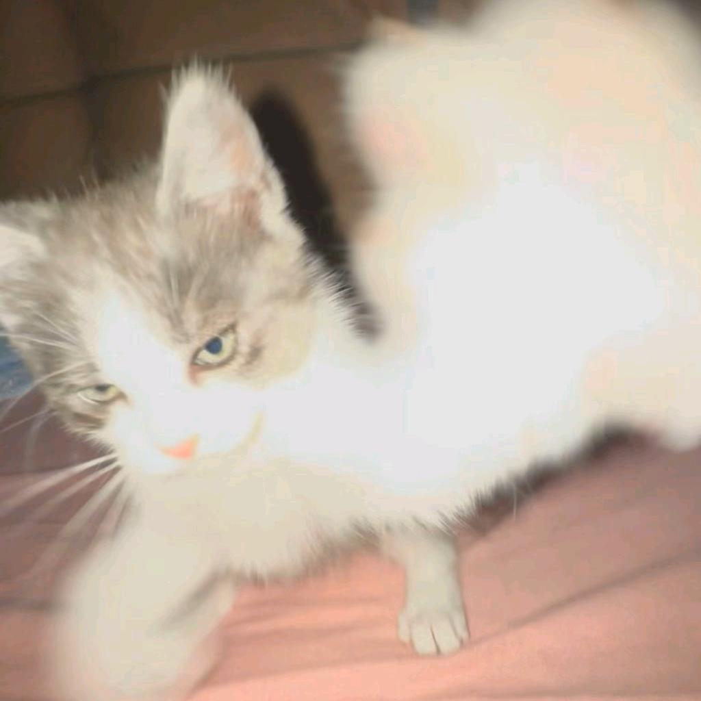三角州贪吃小猫