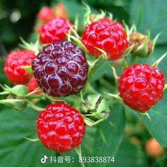 人生如戏