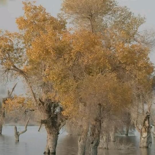 袁来是你