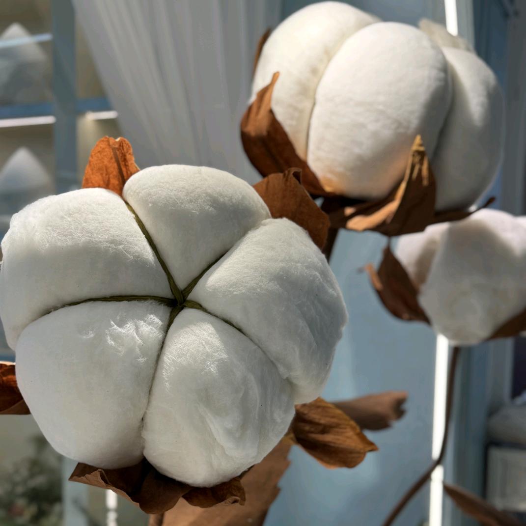 品牌特价#一朵好棉