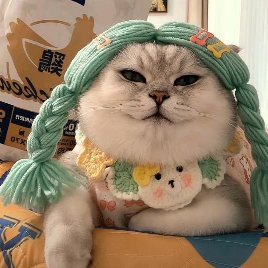 鞋饿小企鹅