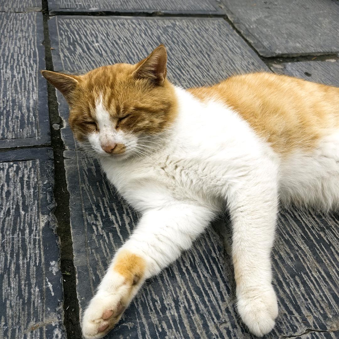 人畜无害小猫咪