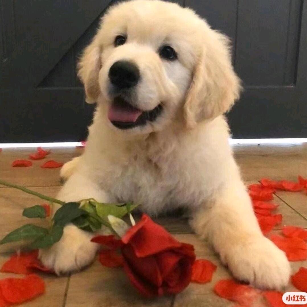 月亮也听见你说