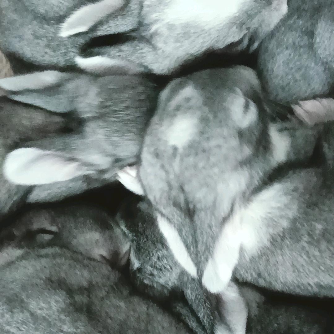 桥轧