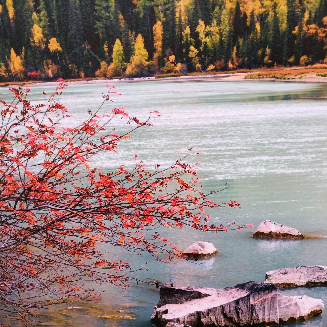 一朵花开的时间