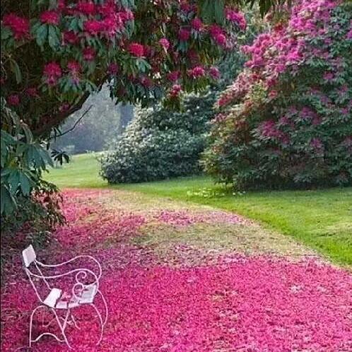 🌻微笑天使🌻