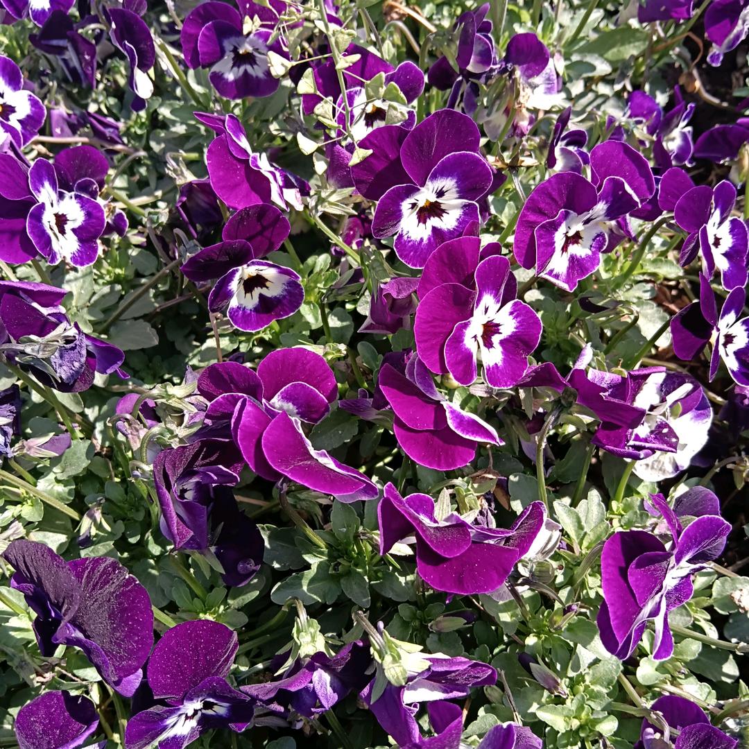 首望天空相伴一生