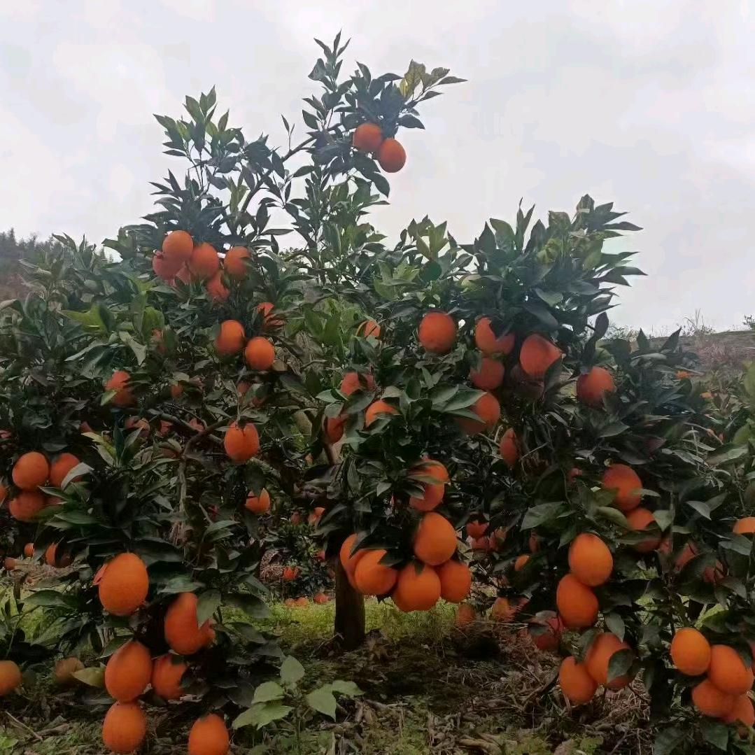 橙子小哥