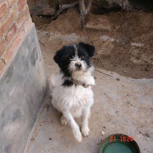 毛毛是个小孩子🐶