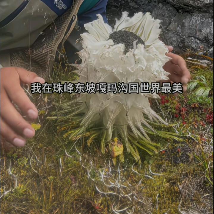 舍得