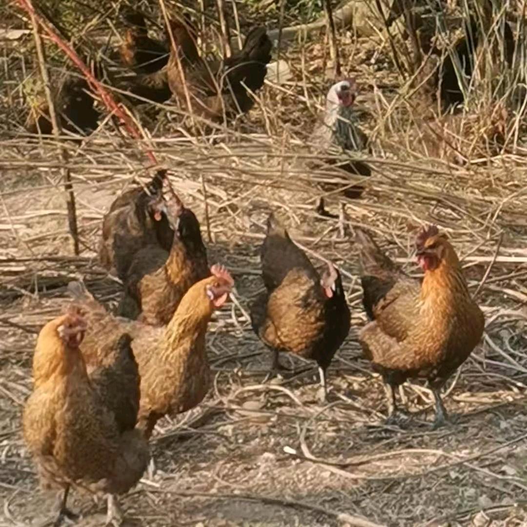 贵州高原生鲜优品店