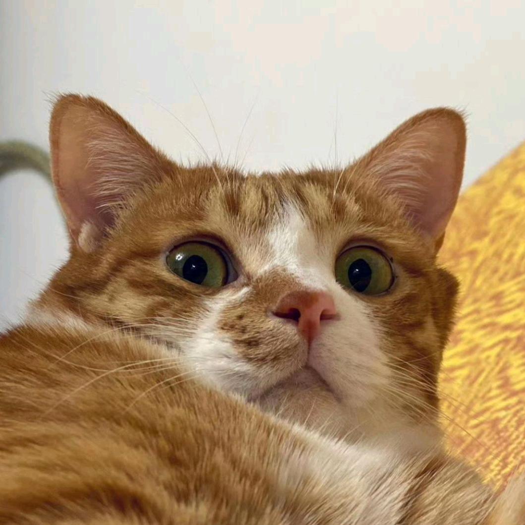 莎莎