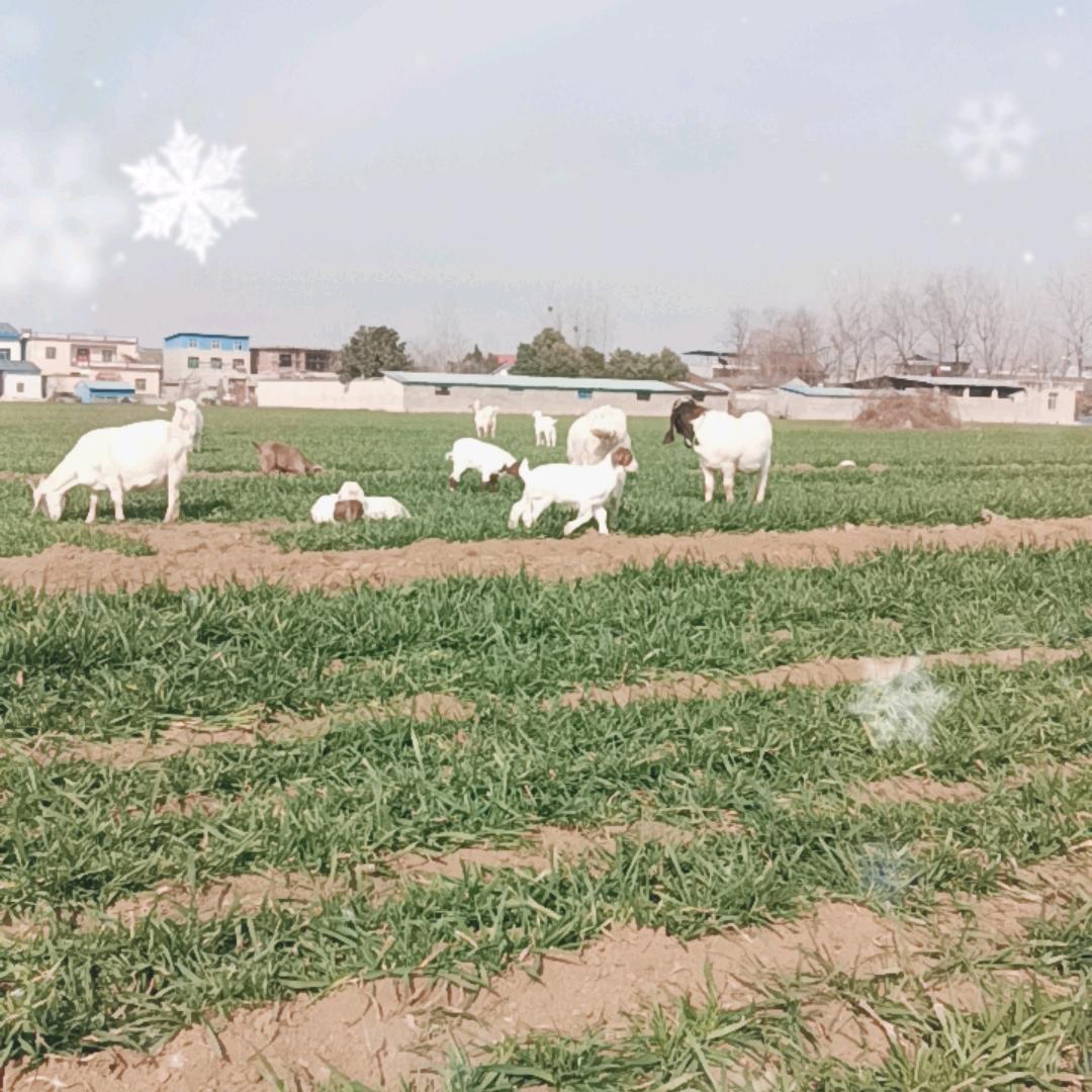 农村养羊