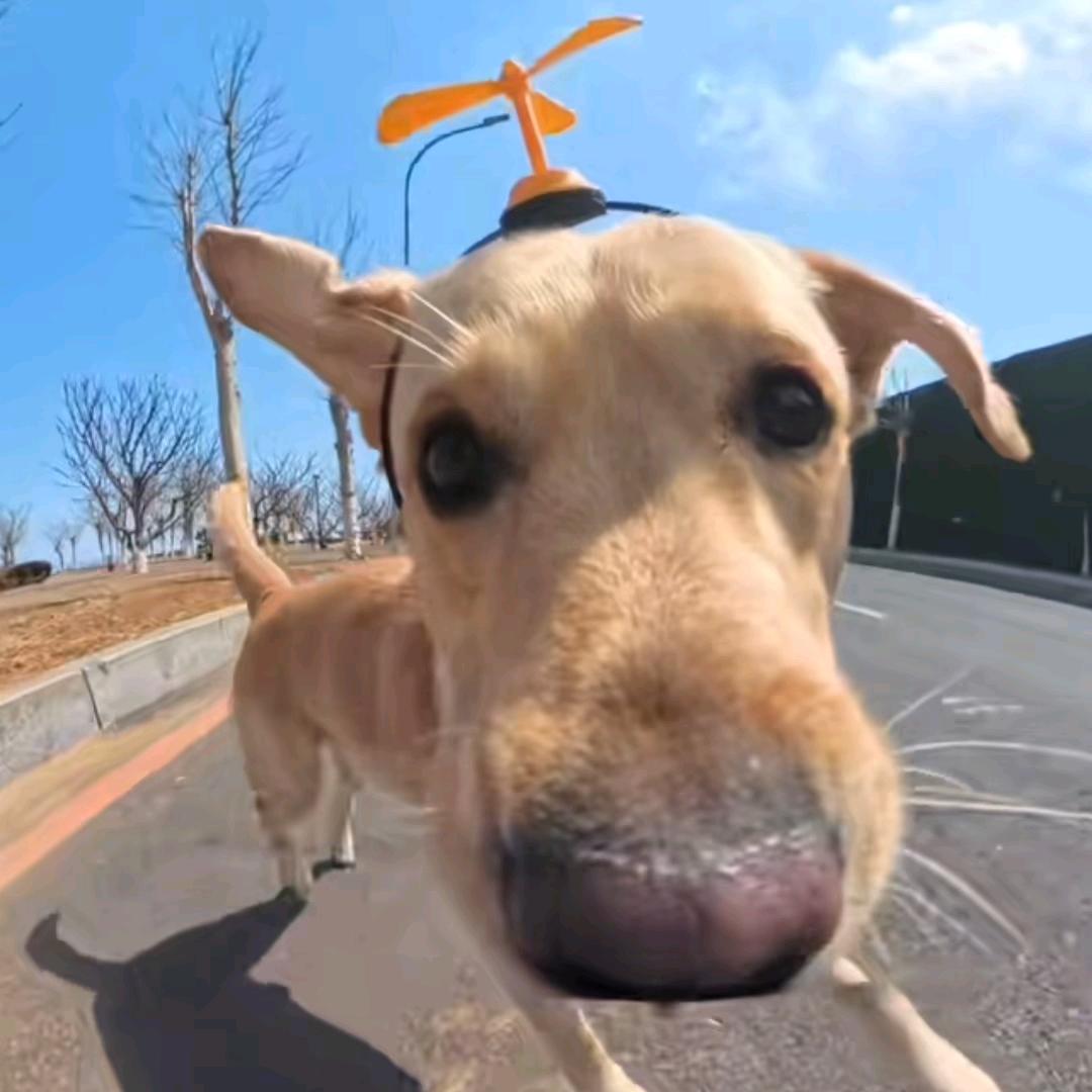 顺走瞎子的导盲犬