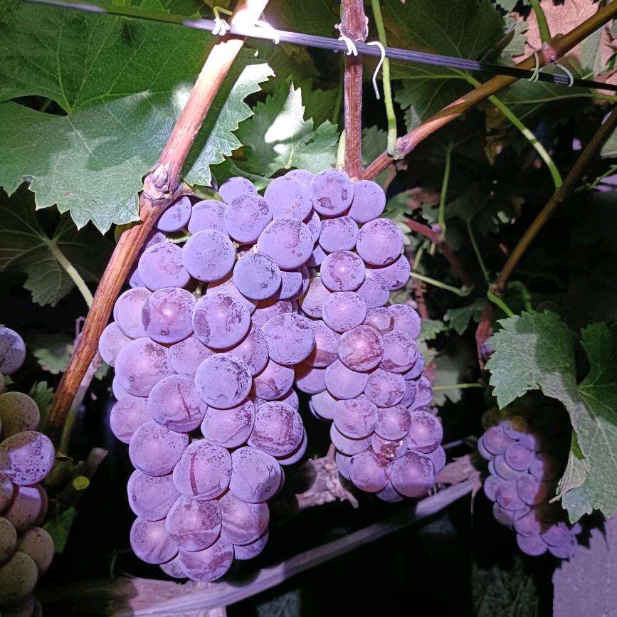 宜昌葡萄妹（亚丰葡萄采摘园)