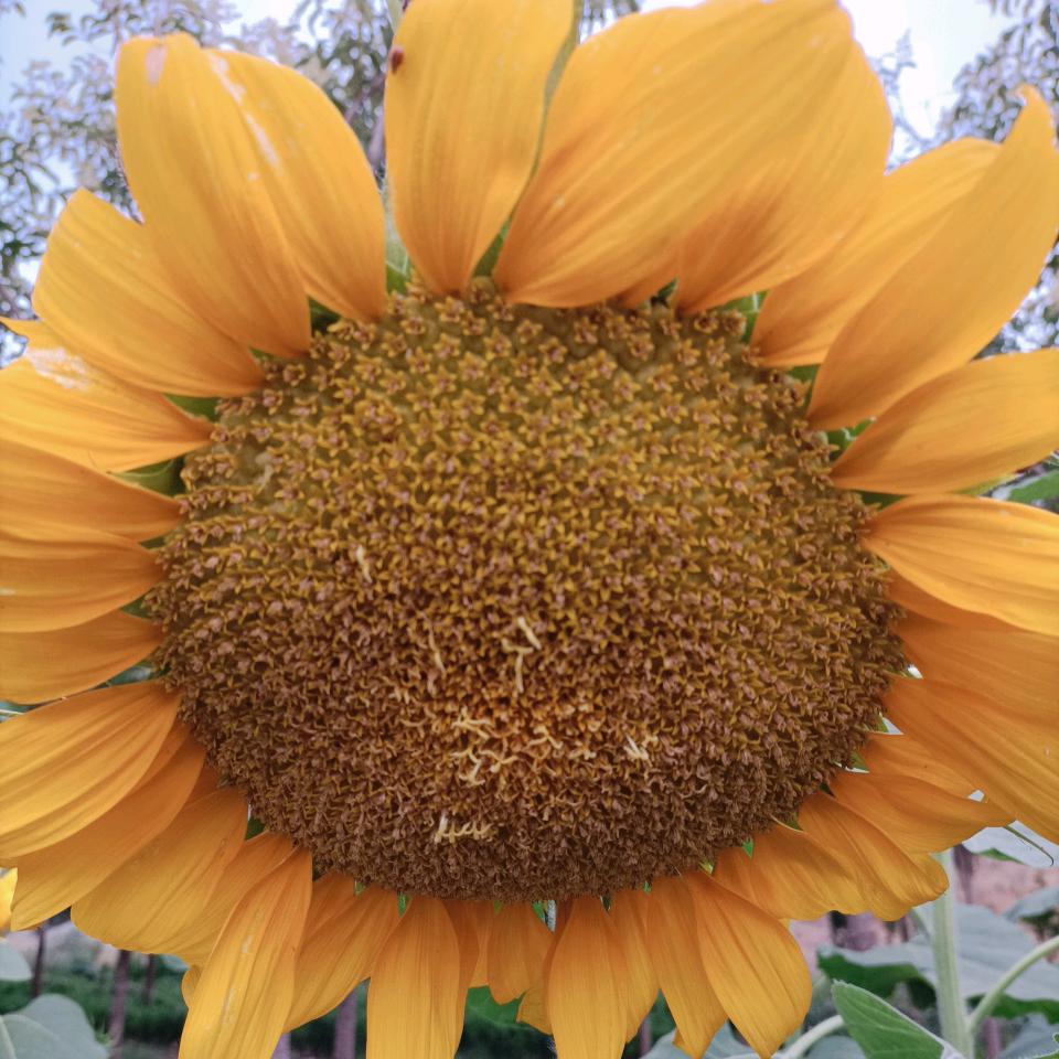 ｡◕‿◕｡萍(•̀⌄•́)