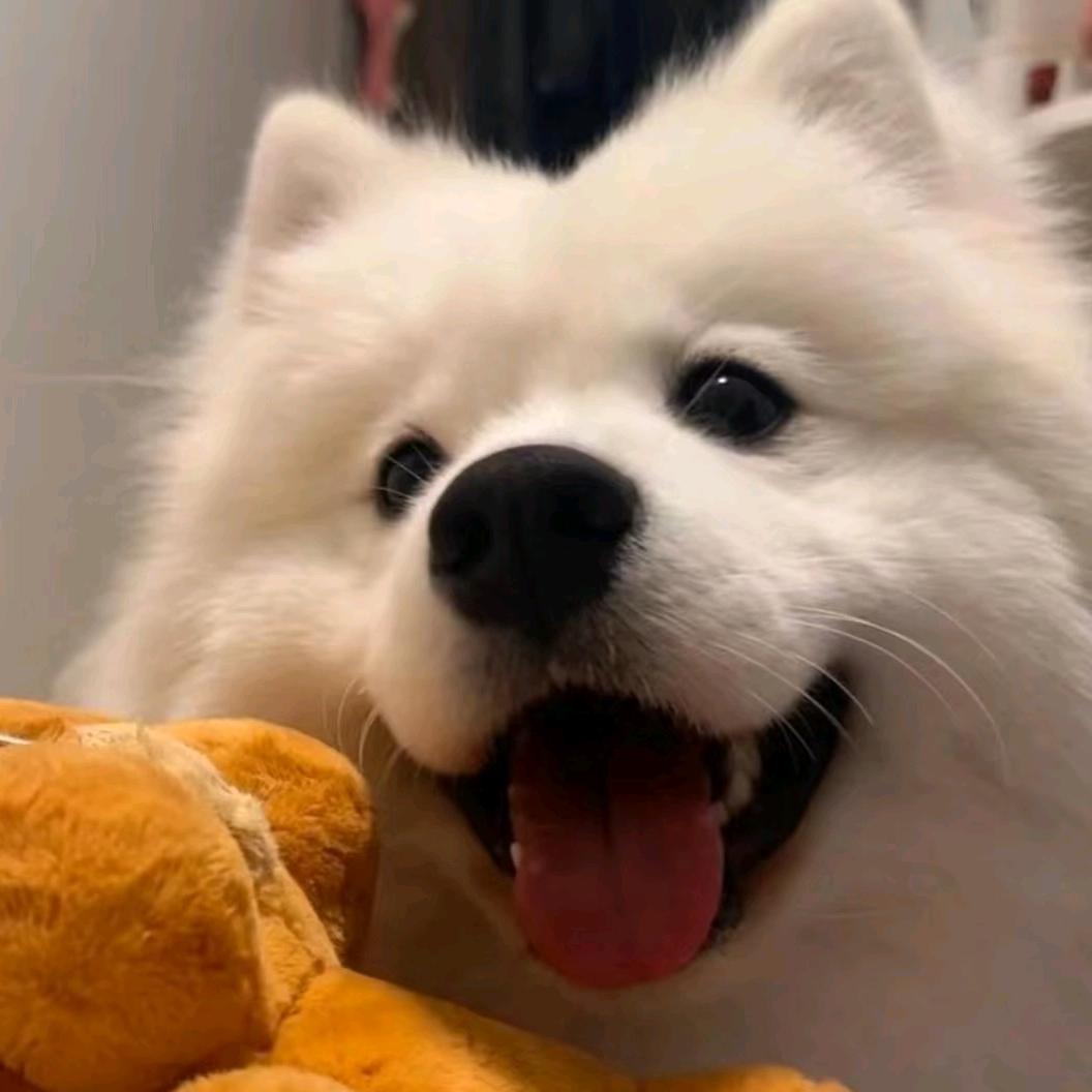 椰椰里面没有耶