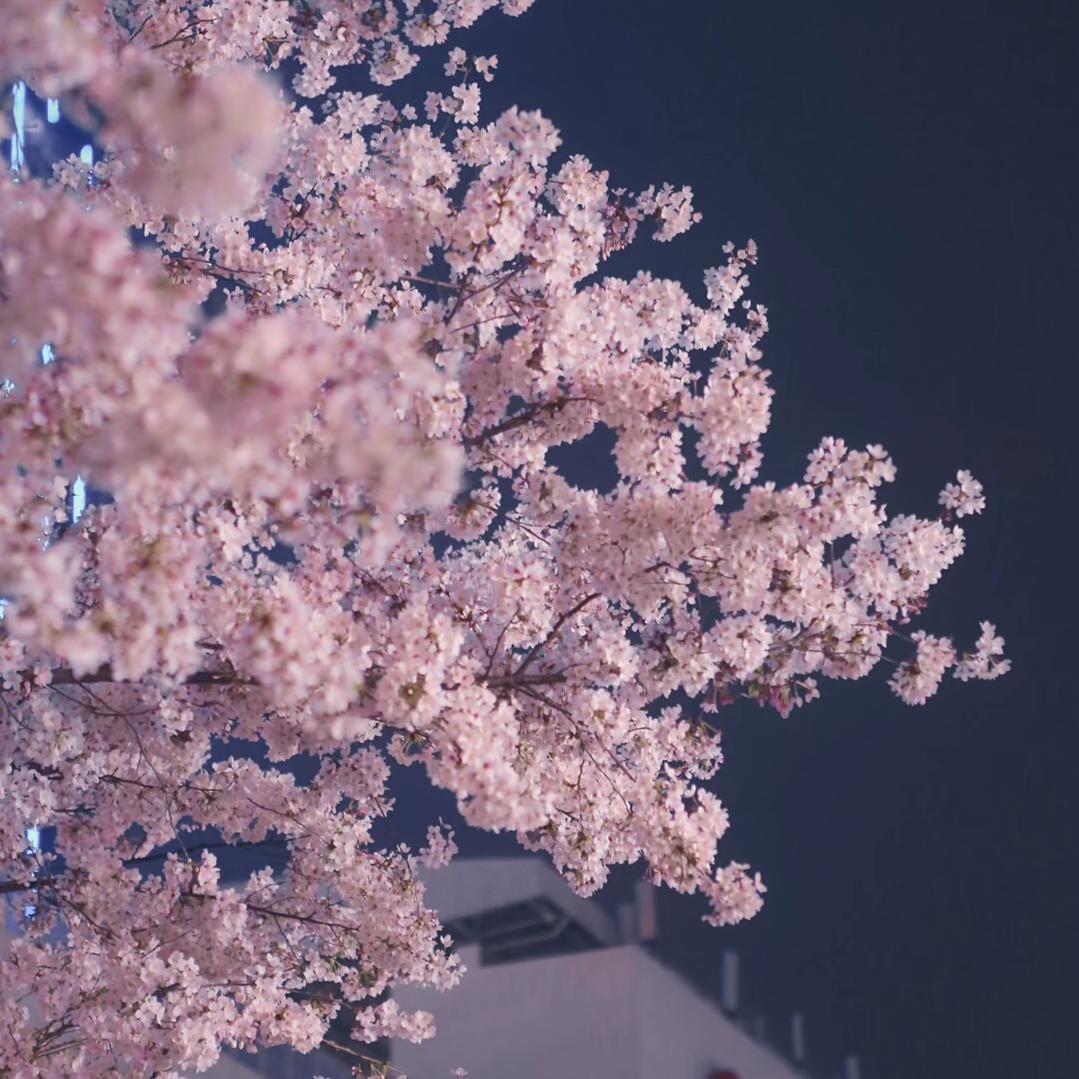 用户517286