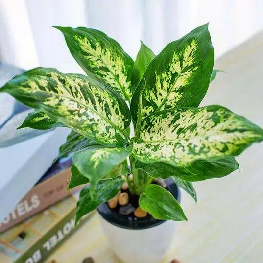 一碗及第粥