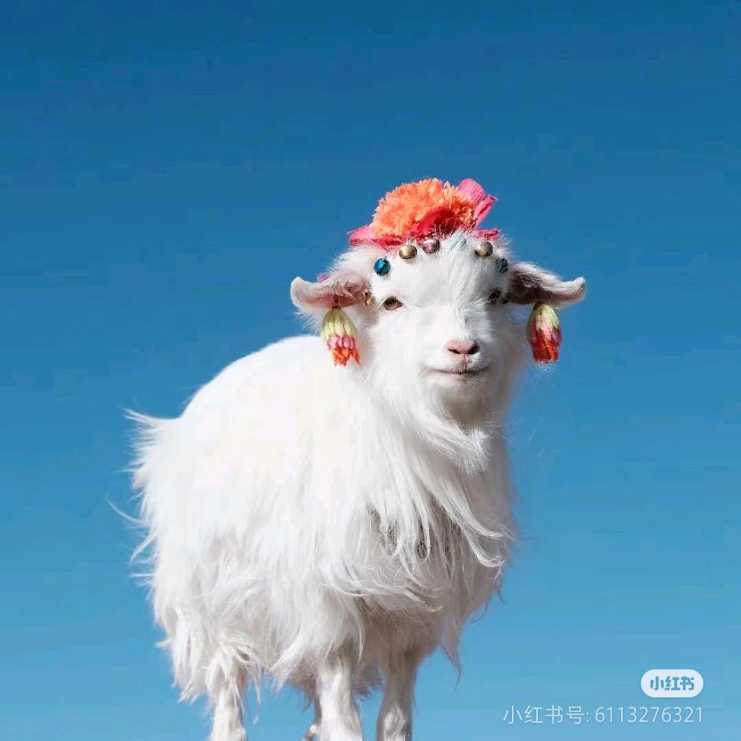 羊子咩咩