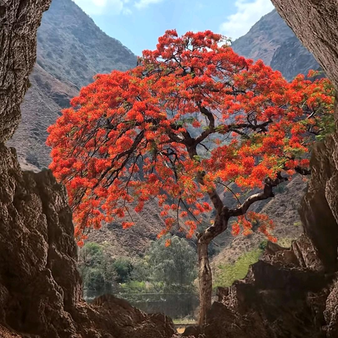 花香栀