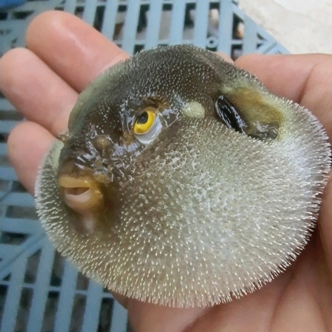 海南赶海大队七哥