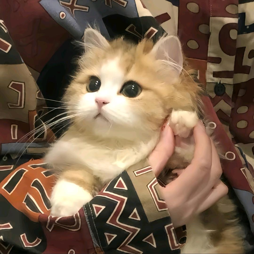 .记住小辰✨