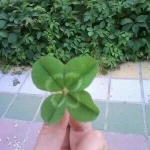🍀四叶草的幸福