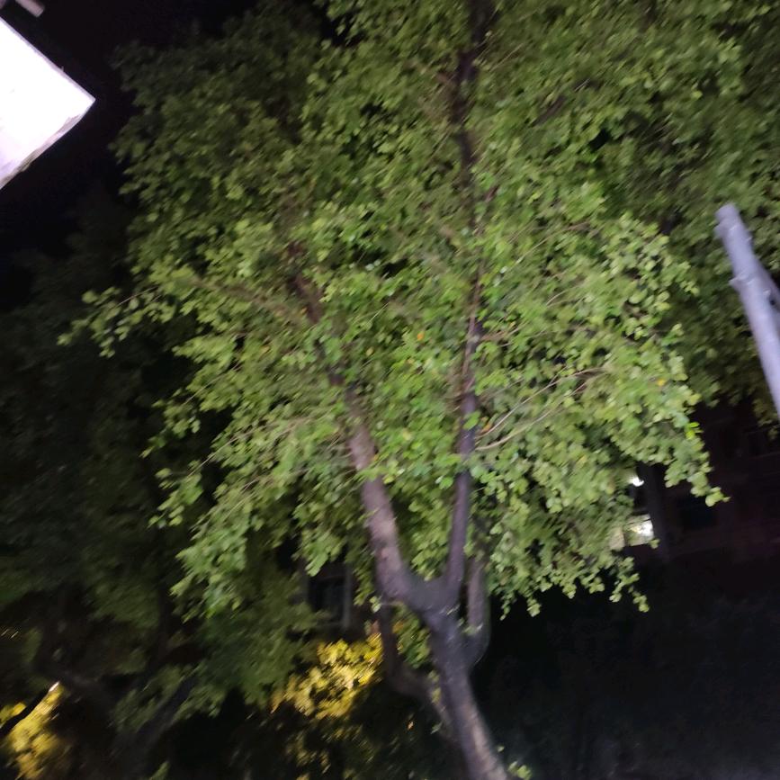 娄秀a？