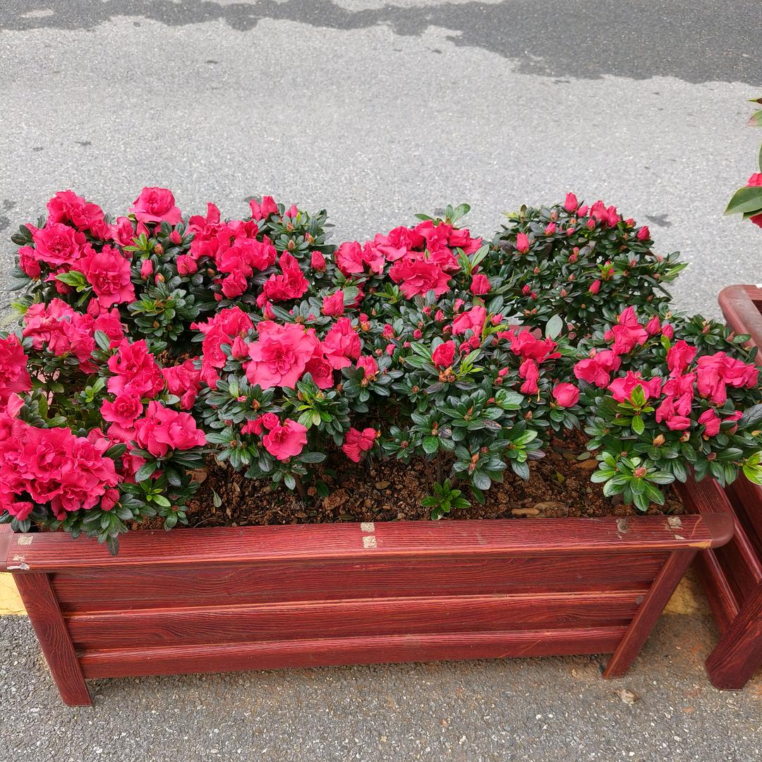 爱拼才会赢🌸🌸🌺🌺🌺🌺🌼