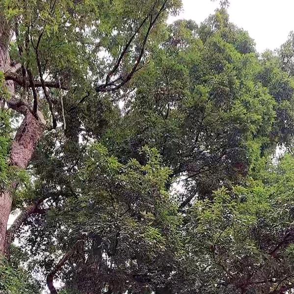 绿松石原矿聂先生