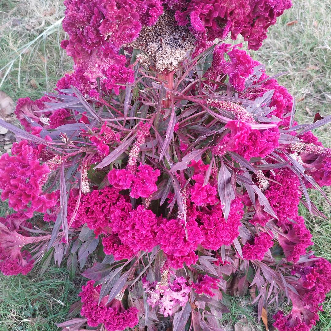幸福年华Xy