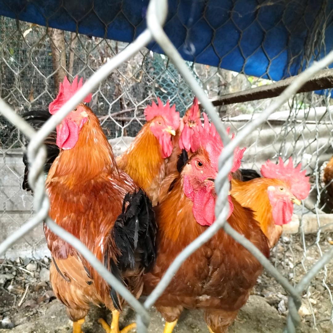 菊玲(三农土特产)