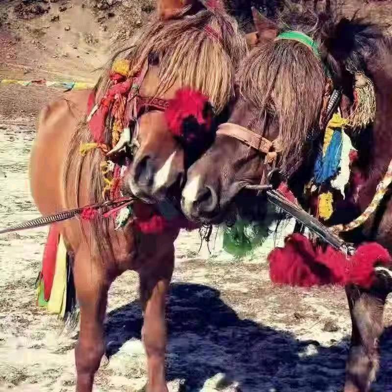 骏马爱好者🐴