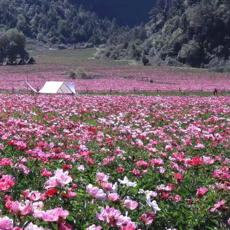 定州罗曼莱斯软装——鲍寒