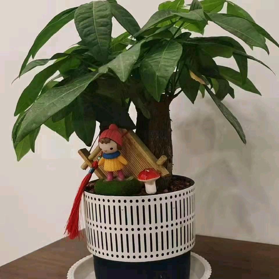 原阳·青姐